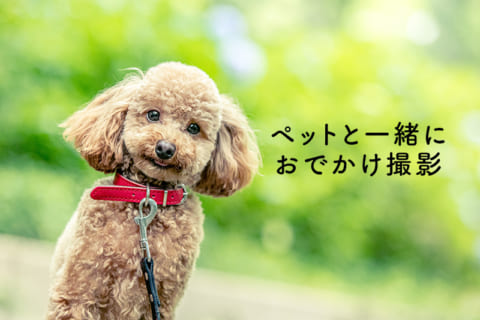 わんこと一緒にお出かけ撮影