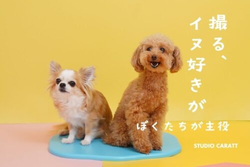 ペット撮影