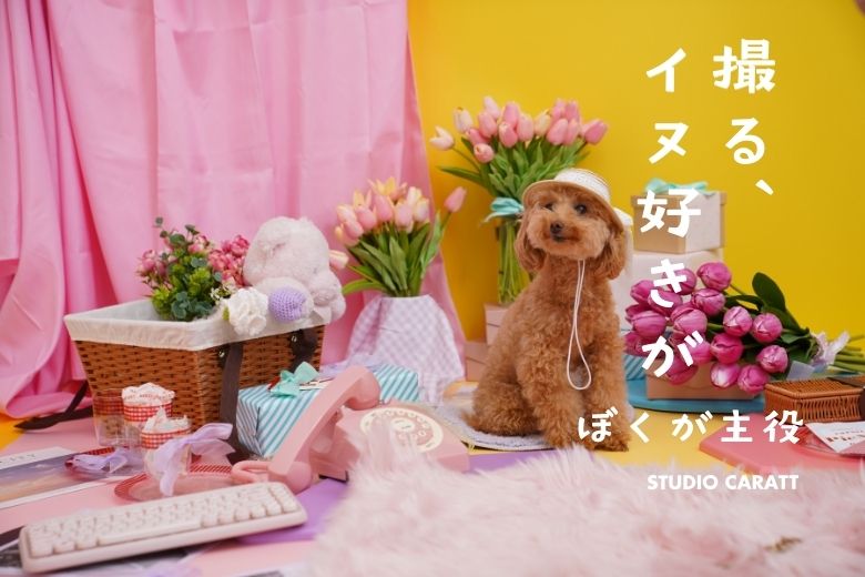 ペット撮影会
