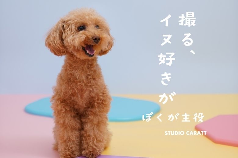 ペット撮影